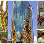 Laat je Publiek Verwonderen: Giraffen Steltenlopers, een Natuurlijke Pracht op Stelten!