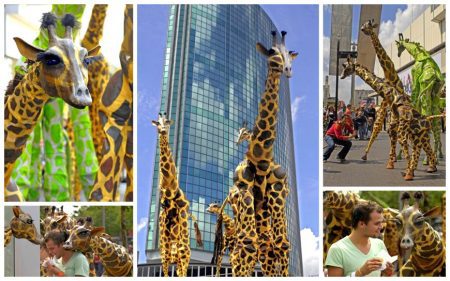 Laat je Publiek Verwonderen: Giraffen Steltenlopers, een Natuurlijke Pracht op Stelten!
