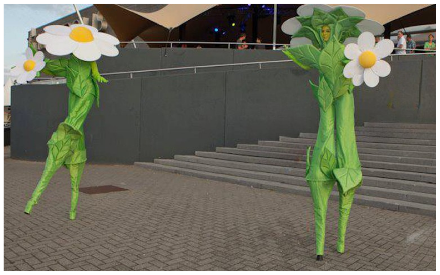 Madeliefjes Steltenlopers - Afbeelding 3