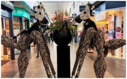 🦓 Laat je verrassen door onze Zebra Steltenlopers! Met hun hoge poten en levensechte zebra-look stelen ze direct de show. Deze unieke act brengt een vleugje jungle naar elk evenement en zorgt voor een magisch welkom. Perfect voor thema’s zoals safari, dieren of natuur. Ze bewegen sierlijk door het publiek en zorgen voor vrolijkheid en verwondering. Een echte blikvanger die je gasten niet snel zullen vergeten!