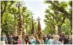Laat je Publiek Verwonderen: Giraffen Steltenlopers, een Natuurlijke Pracht op Stelten!
