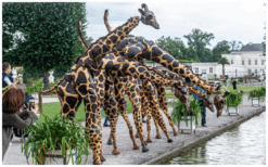 Laat je Publiek Verwonderen: Giraffen Steltenlopers, een Natuurlijke Pracht op Stelten!