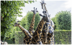 Laat je Publiek Verwonderen: Giraffen Steltenlopers, een Natuurlijke Pracht op Stelten!