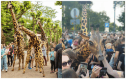 Laat je Publiek Verwonderen: Giraffen Steltenlopers, een Natuurlijke Pracht op Stelten!