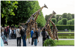Laat je Publiek Verwonderen: Giraffen Steltenlopers, een Natuurlijke Pracht op Stelten!