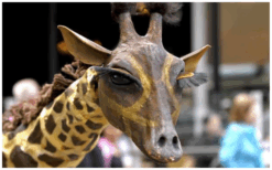 Laat je Publiek Verwonderen: Giraffen Steltenlopers, een Natuurlijke Pracht op Stelten!