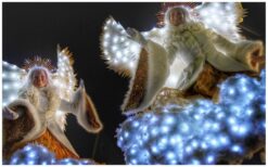 Witte Engelen Steltenlopers: Een magische verschijning! ✨ Deze elegante Witte Engelen zweven gracieus door het publiek en brengen een betoverende sfeer. Met hun indrukwekkende kostuums en warme uitstraling laten ze een blijvende indruk achter. Perfect voor kerstvieringen, winterfestivals en speciale evenementen! Dankzij tientallen LED-lichtjes lijken ze in het donker te zweven als mystieke wolken. Hun prachtige verschijning en sfeervolle muziek raken de harten van jong en oud. Boek nu en laat jouw evenement stralen met deze magische engelen!