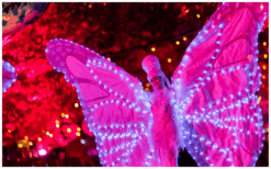 Beleef de magie van Witte Vlinders By Night: hun lichtgevende vleugels en elegante beweging creëren een betoverende avondsfeer. Een unieke act die elk event laat schitteren en gasten verrast.