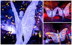 De Witte Vlinders By Night betoveren met verlichte vleugels en sierlijke bewegingen. Perfect voor festivals, feesten en parades. Een magisch nachtelijk spektakel!